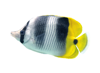 コンセプト