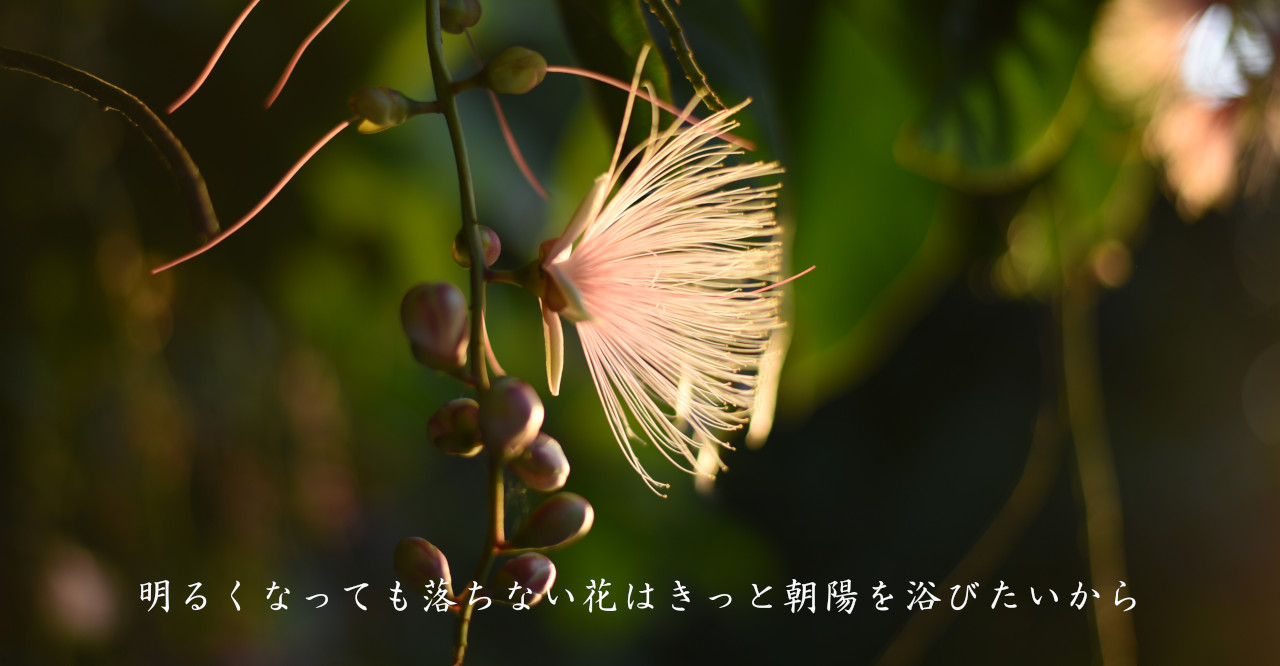 早朝サガリバナコース カヌークラブ空風